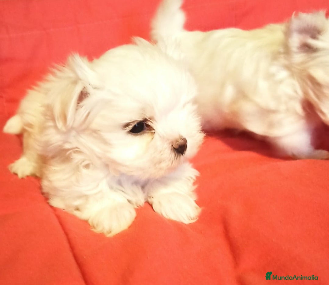 Bichón Maltés perros en venta: Cachorrita de Bichon Maltes coreano  - Anuncio 7