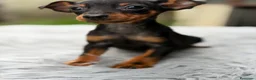 Pinscher Miniatura perros en venta: Minipicher miniatura  - Anuncio 6
