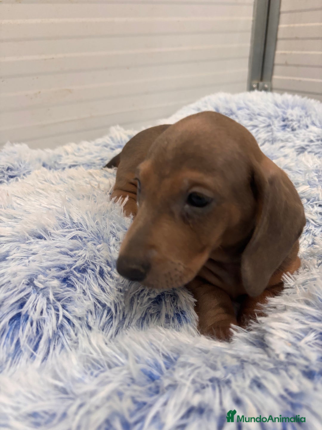 Teckel perros en venta: TECKEL STANDARD - Anuncio 3