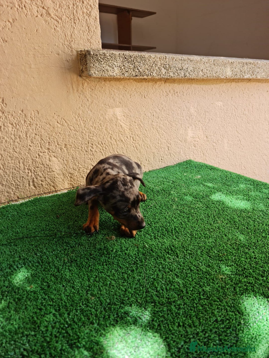 Pinscher Miniatura perros en venta: Mini pinscher  - Imagen 6