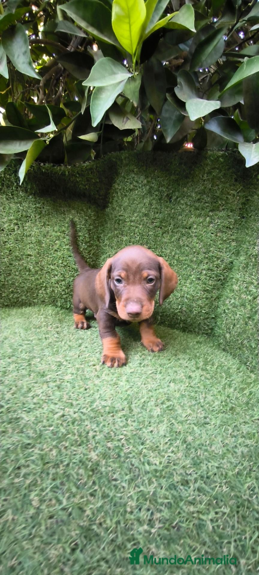 Teckel Miniatura perros camada teckel miniatura chocolates 3 machos  - Anuncio 1
