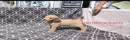 Caniche Gigante perros en venta: Caniches gigantes  - Anuncio 6