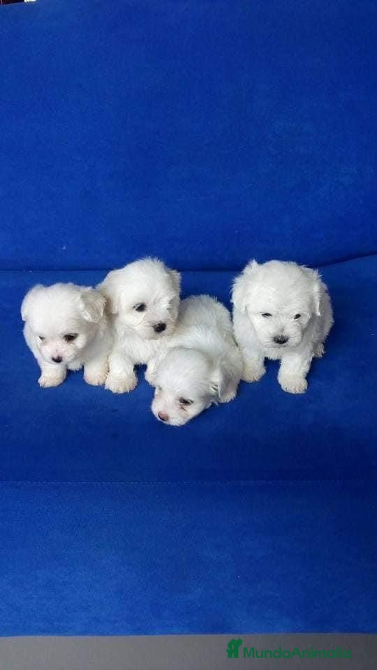 Bichón Maltés perros Bichon maltes  en Barcelona - Anuncio 33