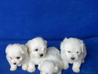 Bichón Maltés perros en Barcelona - Anuncio 6