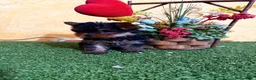 Yorkshire Terrier perros en venta: Yorkshire terrier toy !! - Anuncio 2
