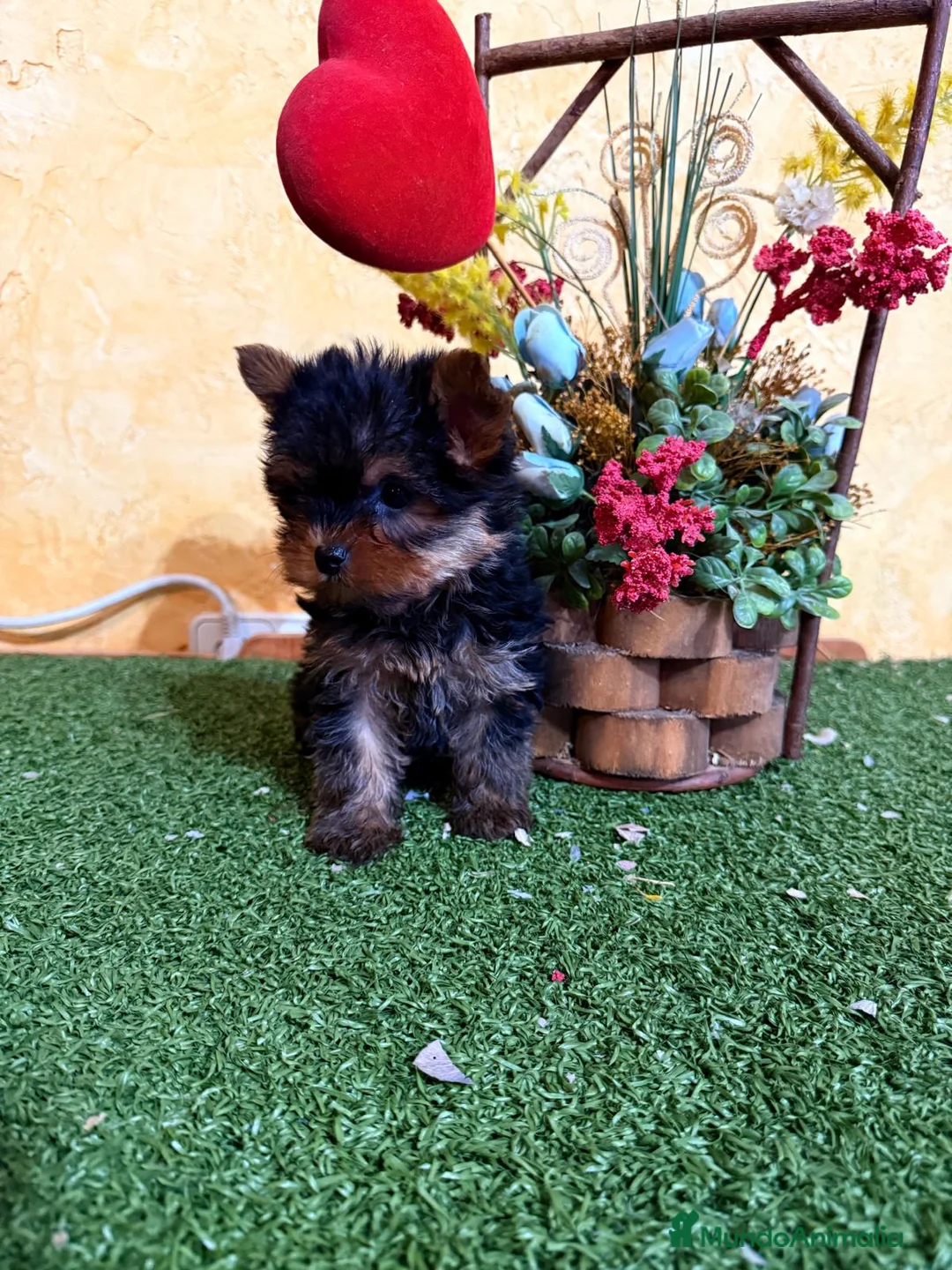 Yorkshire Terrier perros en venta: Yorkshire terrier toy !! - Anuncio 2