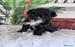 Caniche Toy perros en venta: CANICHE TOY HEMBRA - Imagen 5