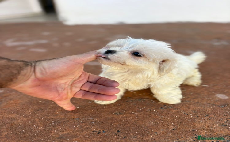 Bichón Maltés perros - Anuncio 6