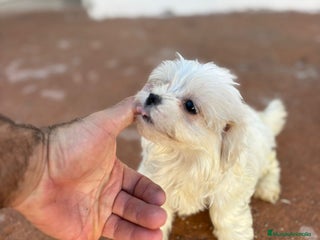 Bichón Maltés perros - Anuncio 11