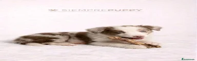Border Collie 1