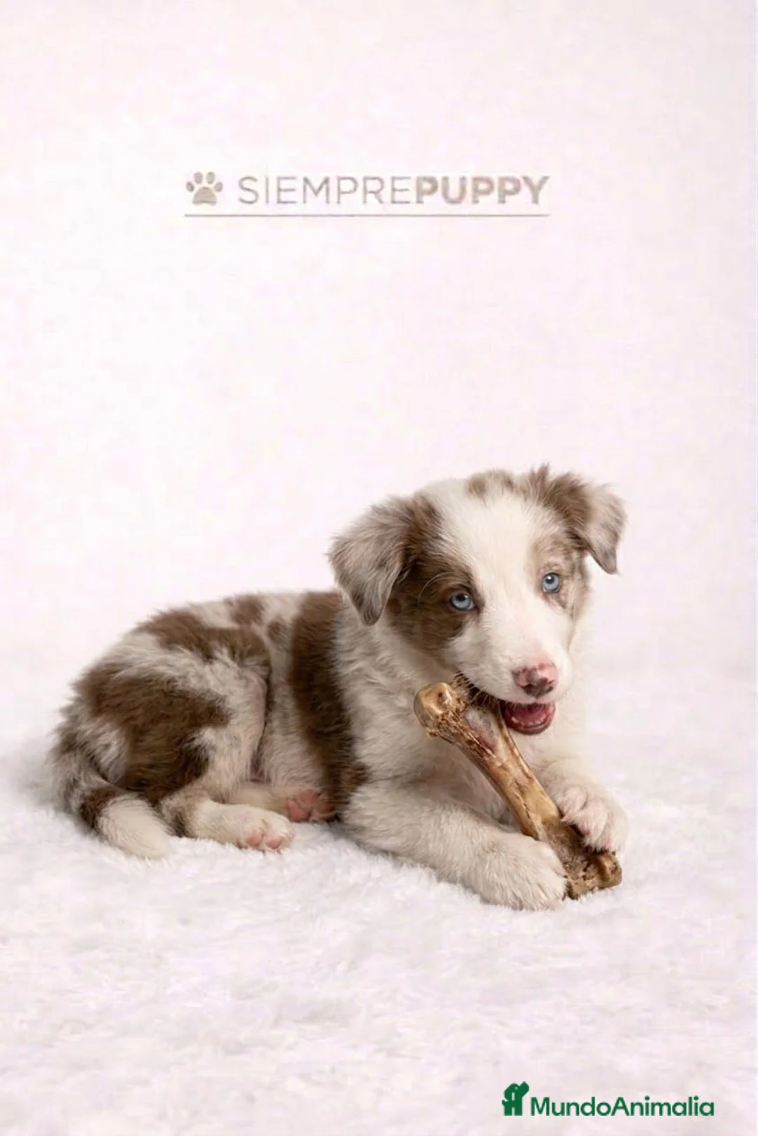 Border Collie perros en venta: EXÓTICOS BORDER COLLIE RED MERLÉ - Anuncio 2