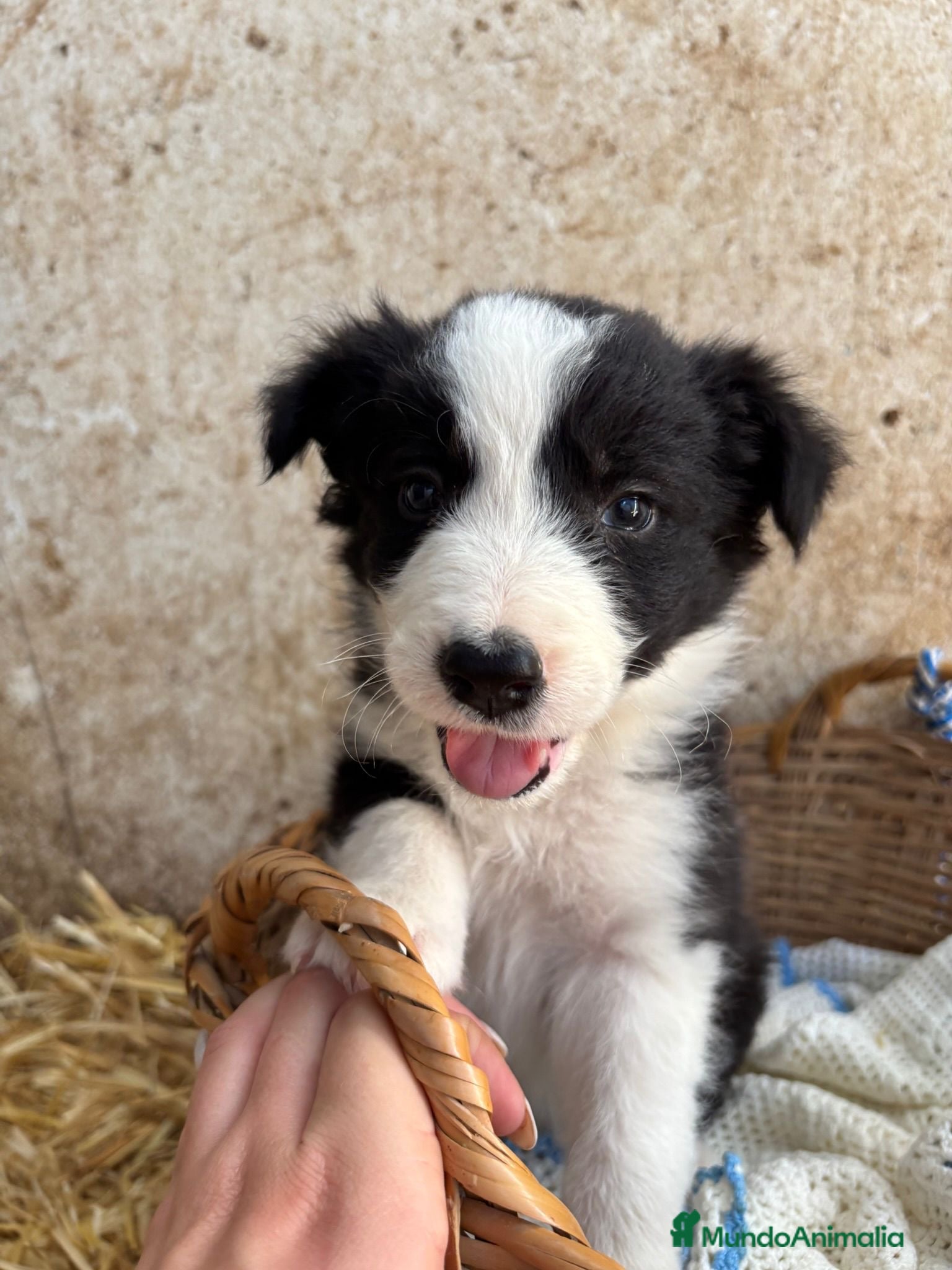 Border Collie perros CACHORROS DE BORDER COLLIE - Anuncio 1