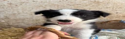 Border Collie perros en venta: CACHORROS DE BORDER COLLIE - Anuncio 2