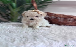 Maltipoo perros en venta: MALTIPOO HEMBRA - Imagen 8