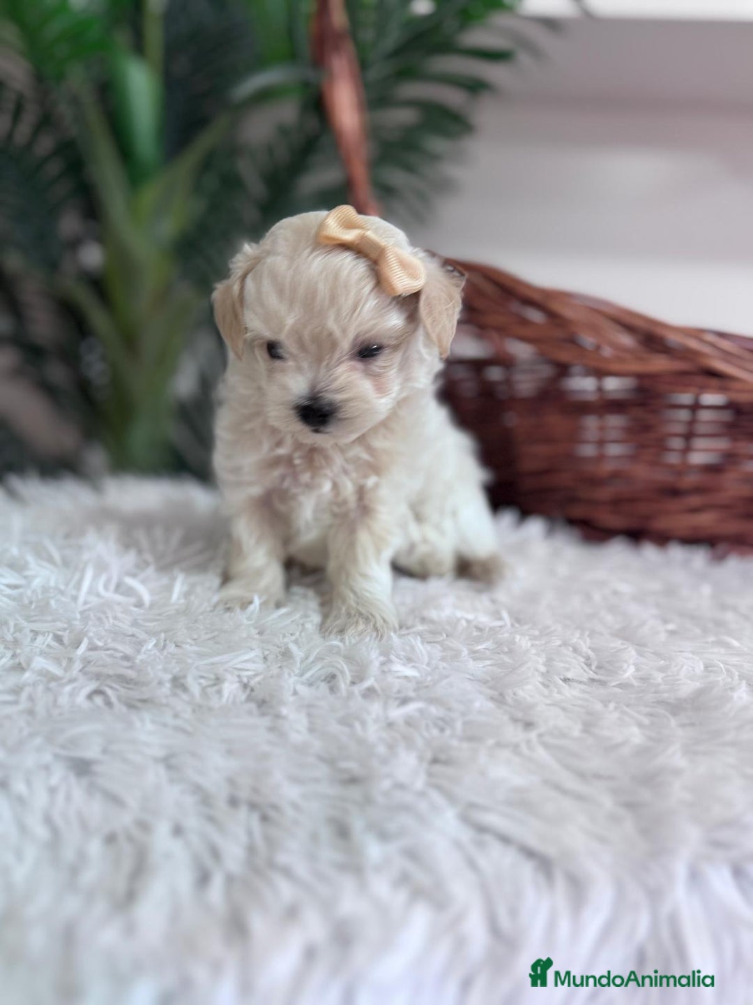 Maltipoo perros en venta: MALTIPOO HEMBRA - Imagen 8