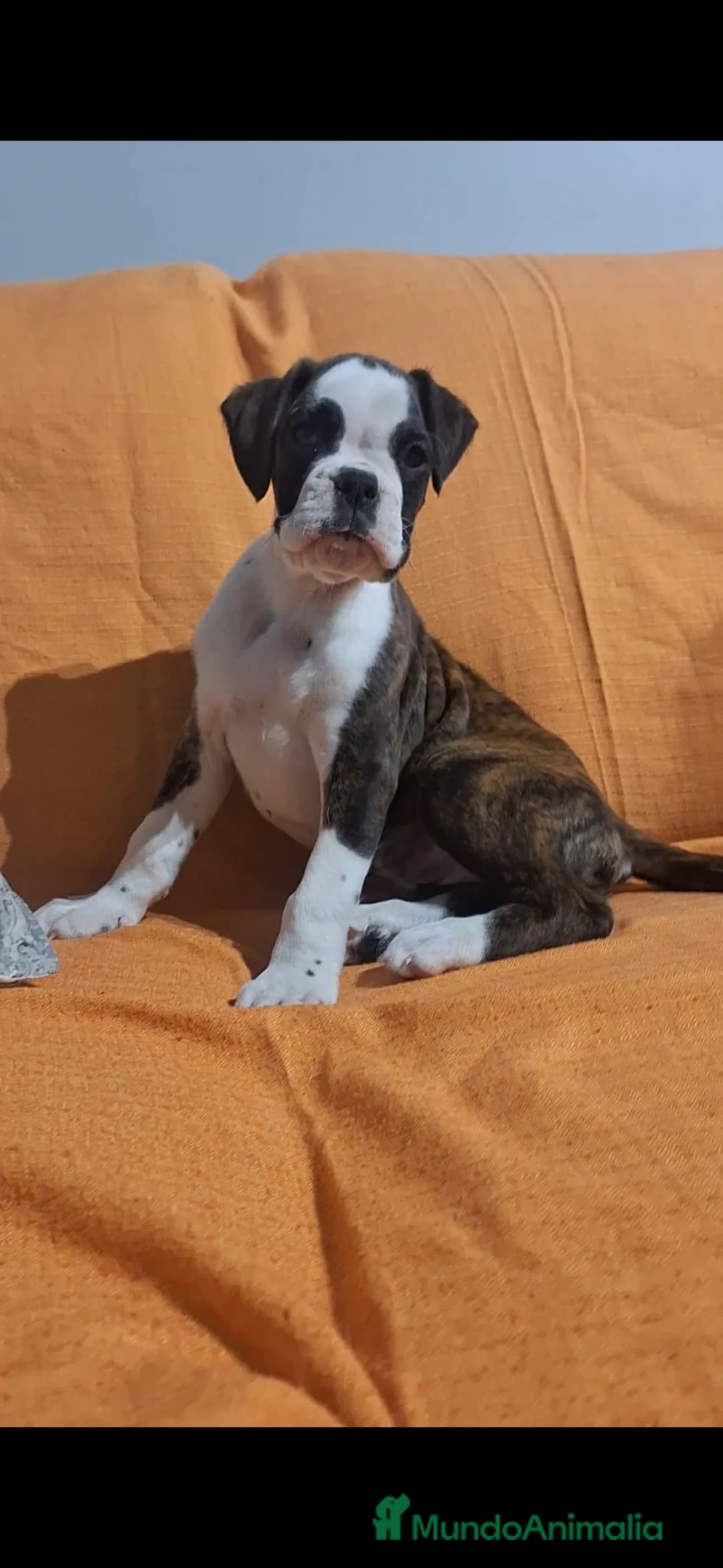 Boxer perros en venta: Hembra boxer disponible para entregar en Alicante - Anuncio 1
