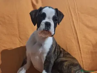 Boxer perros Hembra boxer disponible para entregar - Anuncio 1