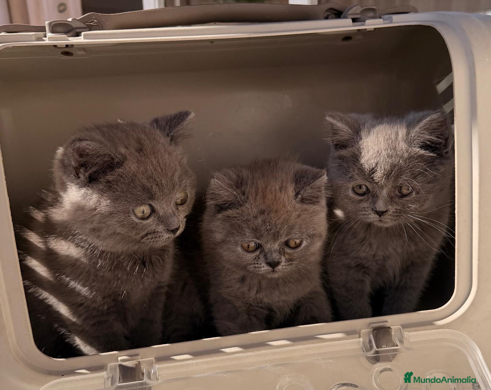 Británico de Pelo Corto Azul gatos en venta: Camada de british blue - Anuncio 6