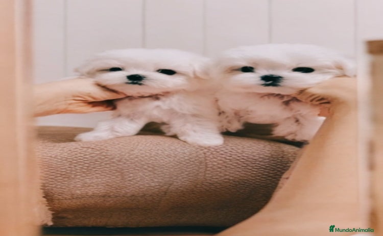 Bichón Maltés perros - Anuncio 3