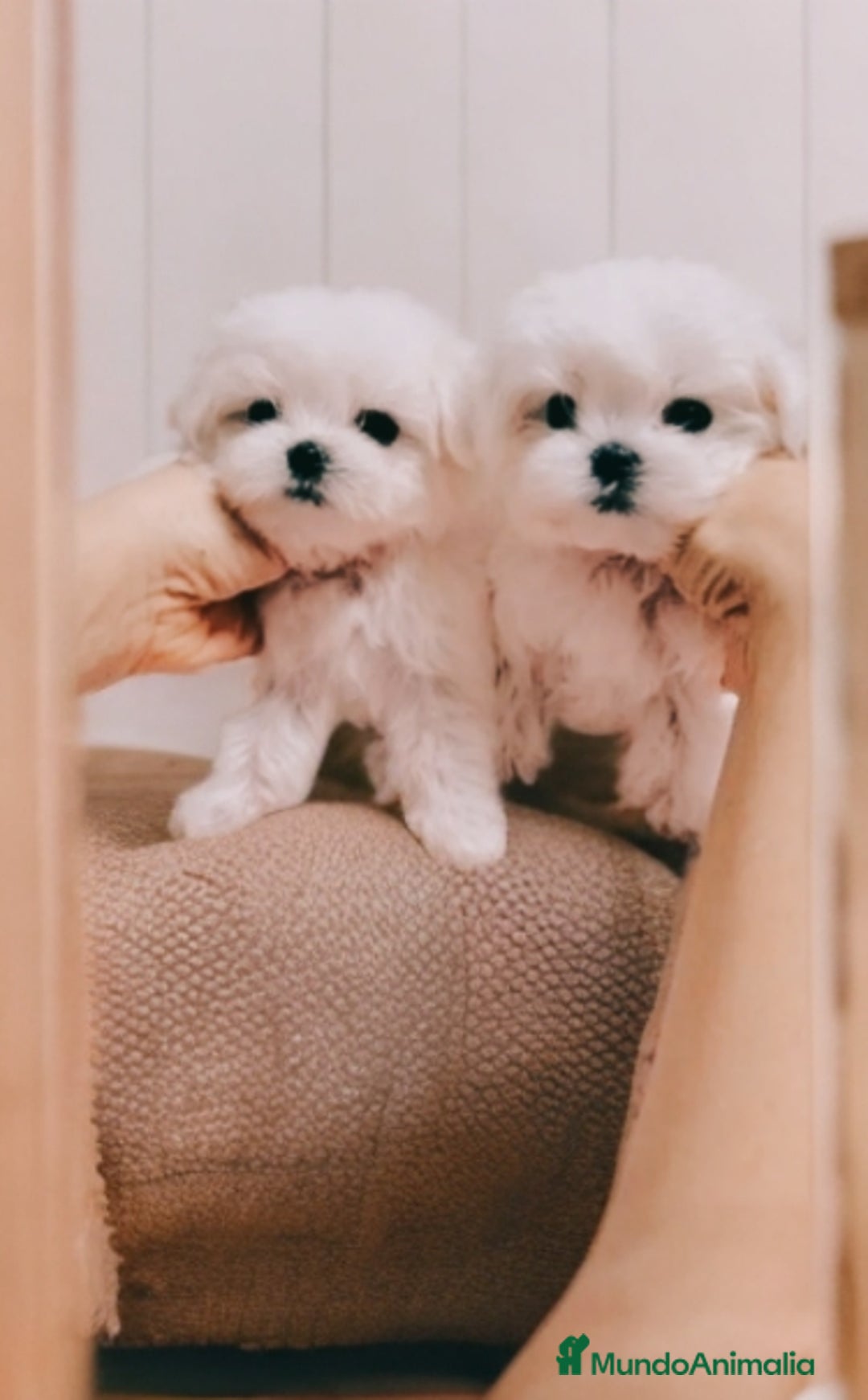 Bichón Maltés perros en venta: Bichón maltés ❗❗❗❗ coreano ✨⭐ - Imagen 1