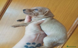 Teckel perros en venta: TECKEL PURA RAZA  - Imagen 2