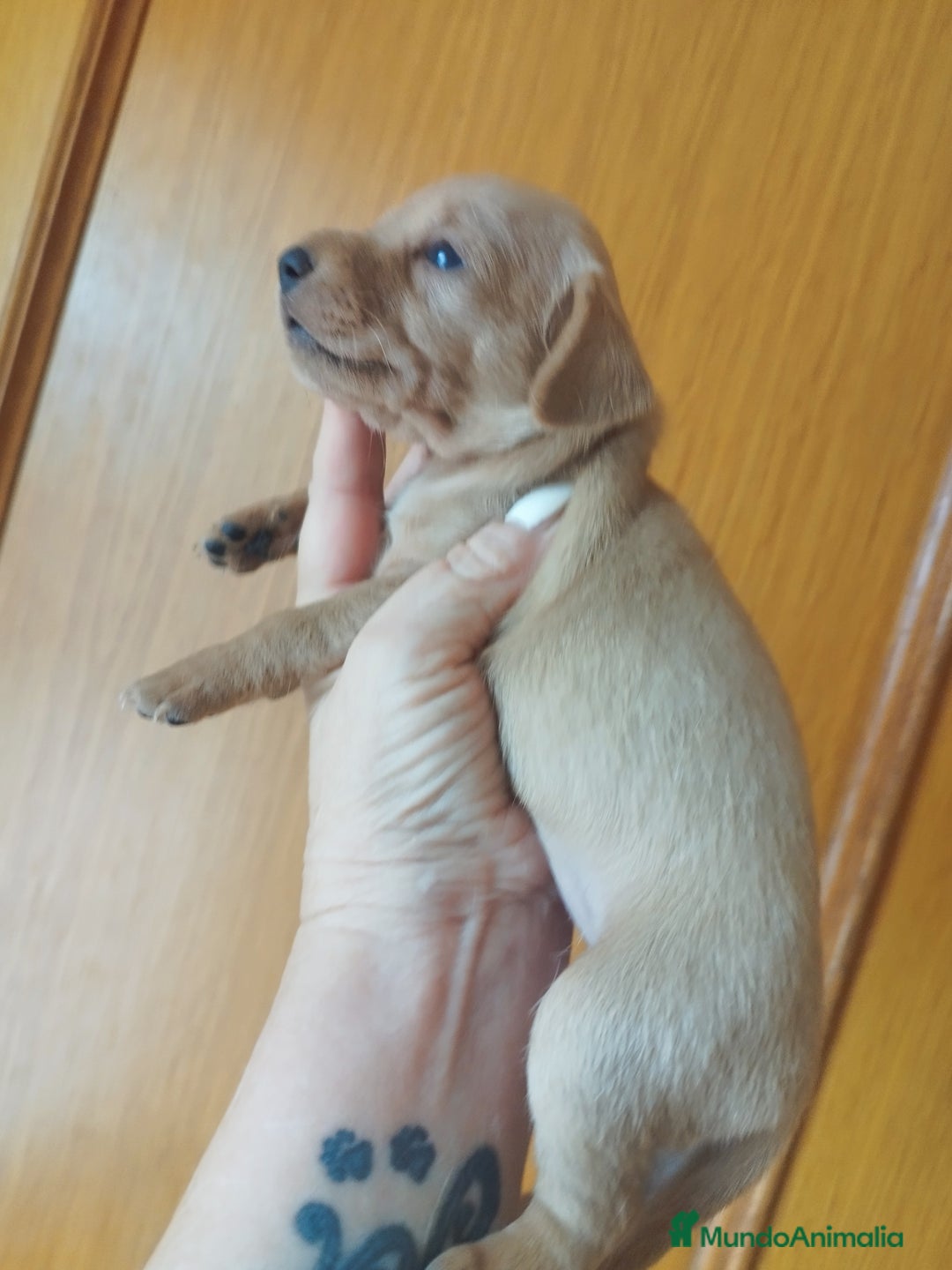Teckel perros en venta: TECKEL PURA RAZA  - Imagen 2