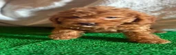 Caniche Toy perros en venta: Cachorros caniche toy  - Anuncio 6