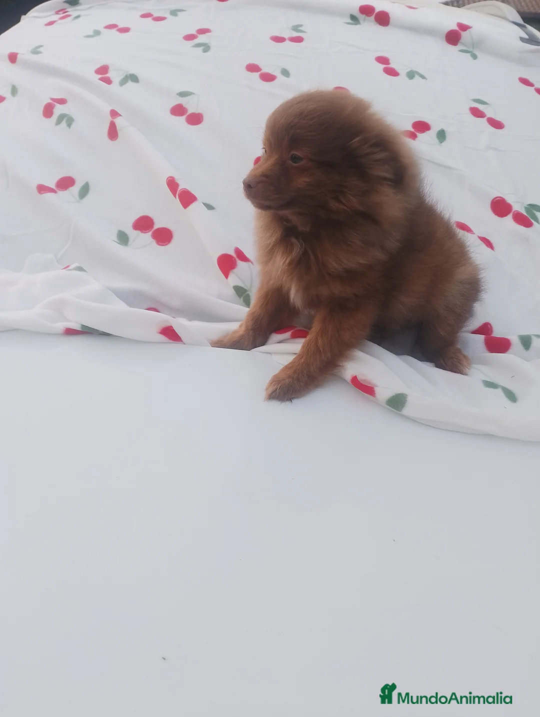 Pomchi perros en venta: Pomchi macho chocolate precioso  - Anuncio 2