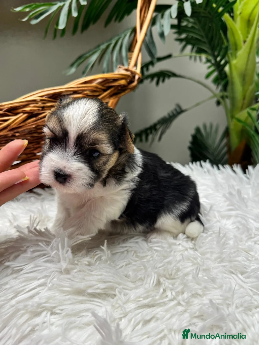 Yorkshire Terrier perros en venta: 🎀 YORKSHIRE TERRIER 🎀 - Anuncio 1