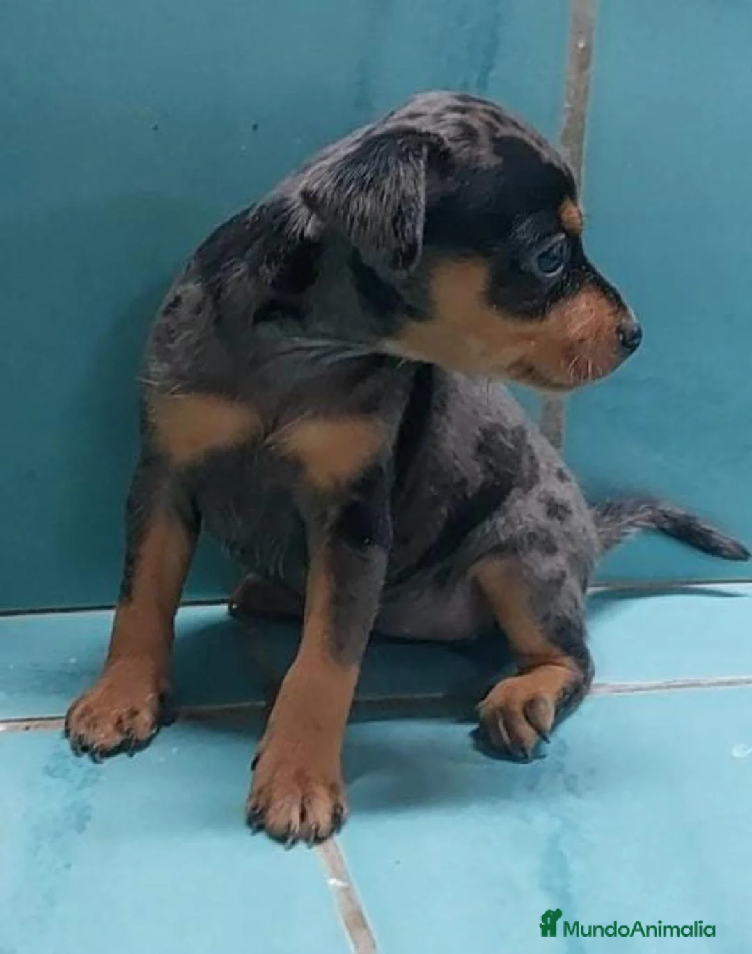 Pinscher Miniatura perros en venta: Caraby Harlequin Pinscher Benidorm  en Alicante - Anuncio 3