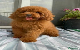 Caniche Toy perros en venta: Caniche toy linea asiática!!! - Imagen 6