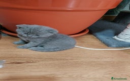Británico de Pelo Corto Azul gatos en venta: BRITISH PURA RAZA. CALIDAD Y SELECCIÓN  - Imagen 3