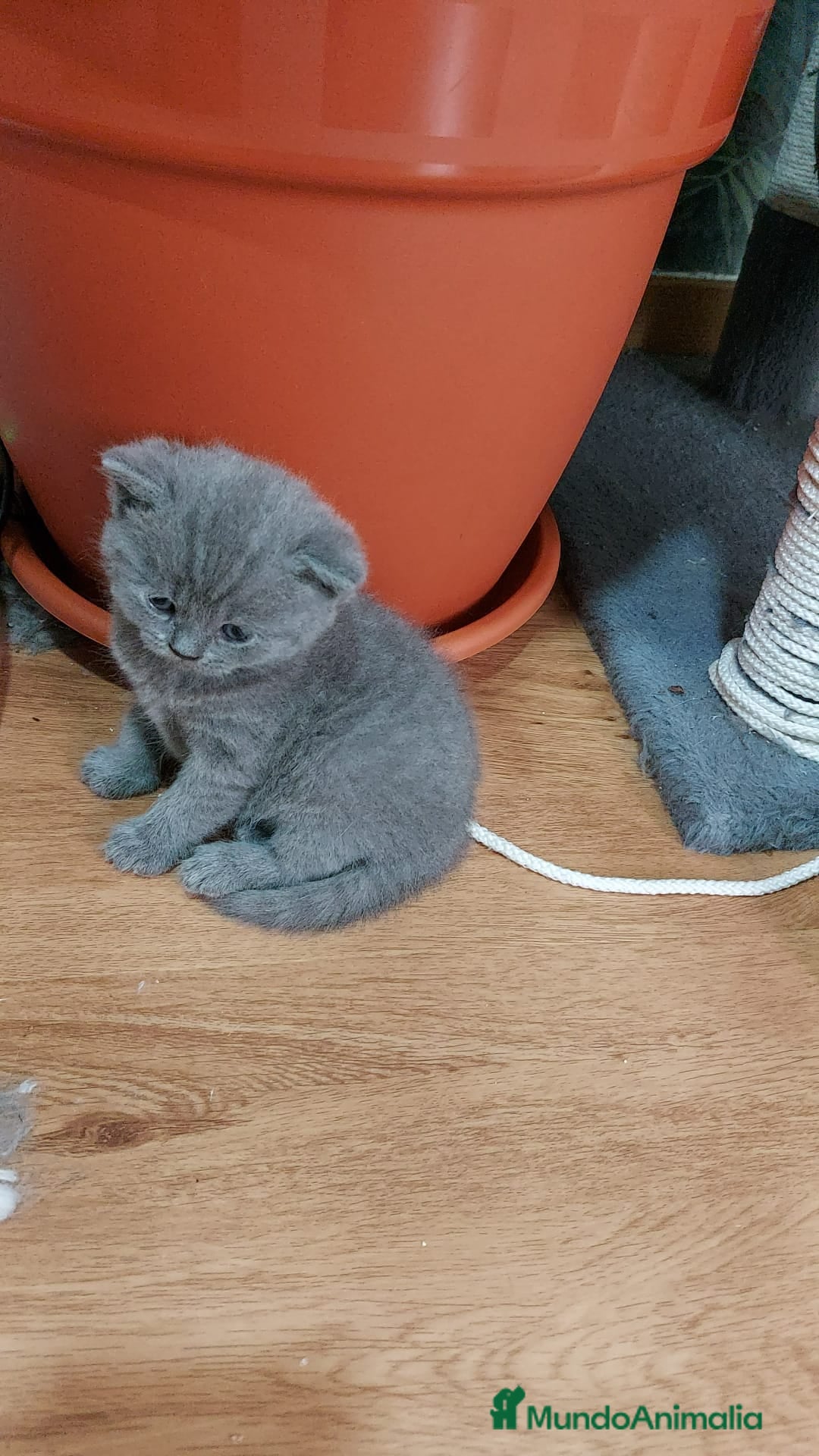 Británico de Pelo Corto Azul gatos en venta: BRITISH PURA RAZA. CALIDAD Y SELECCIÓN  - Imagen 3
