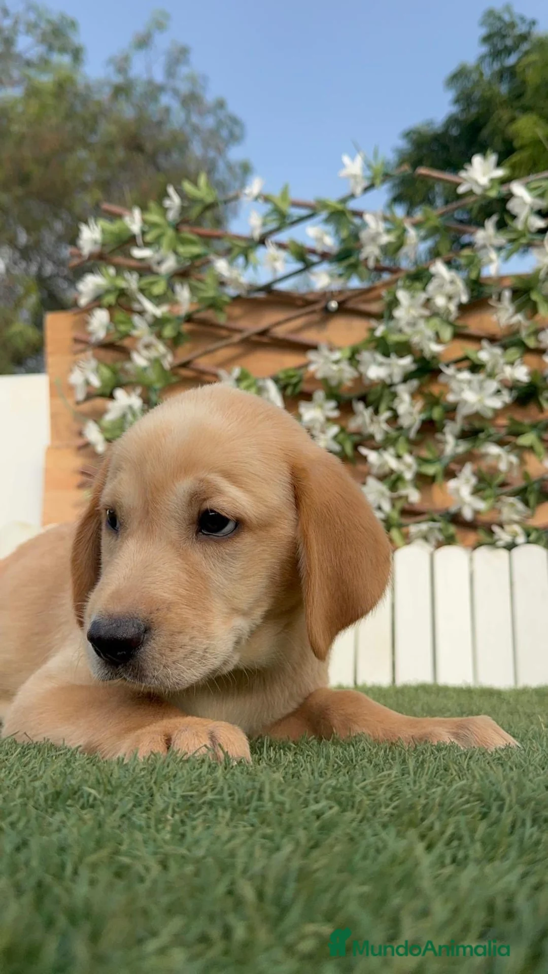 Labrador Retriever perros en venta: LABRADOR RETRIEVER MACHO - Anuncio 2