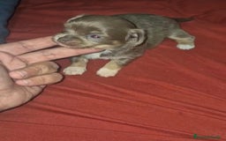 Chihuahua perros en venta: Chihuahua toy lilac pelo largo - Imagen 2