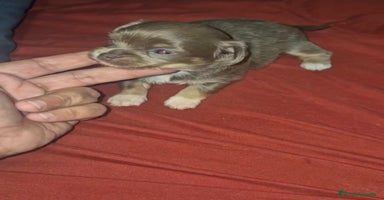 Chihuahua perros - Propaganda 15