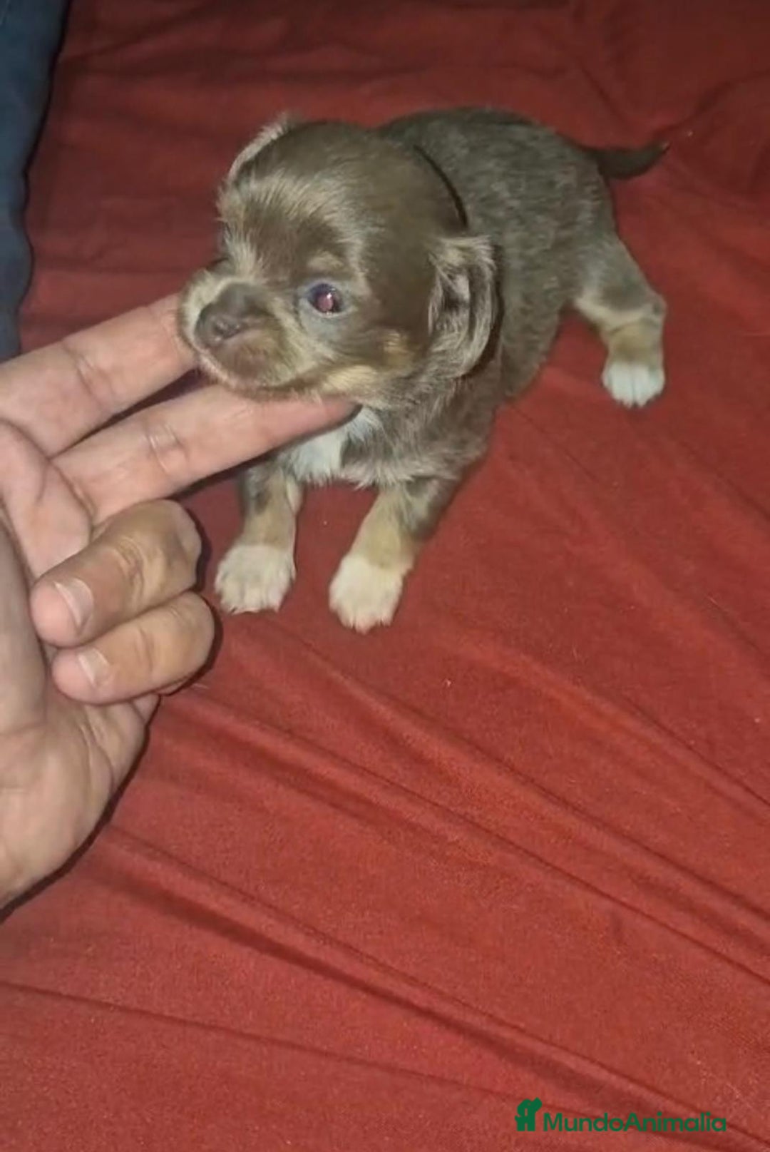 Chihuahua perros en venta: Chihuahua toy lilac pelo largo - Imagen 2
