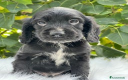 Cocker Spaniel Inglés perros en venta: Cocker inglés negro  - Imagen 3