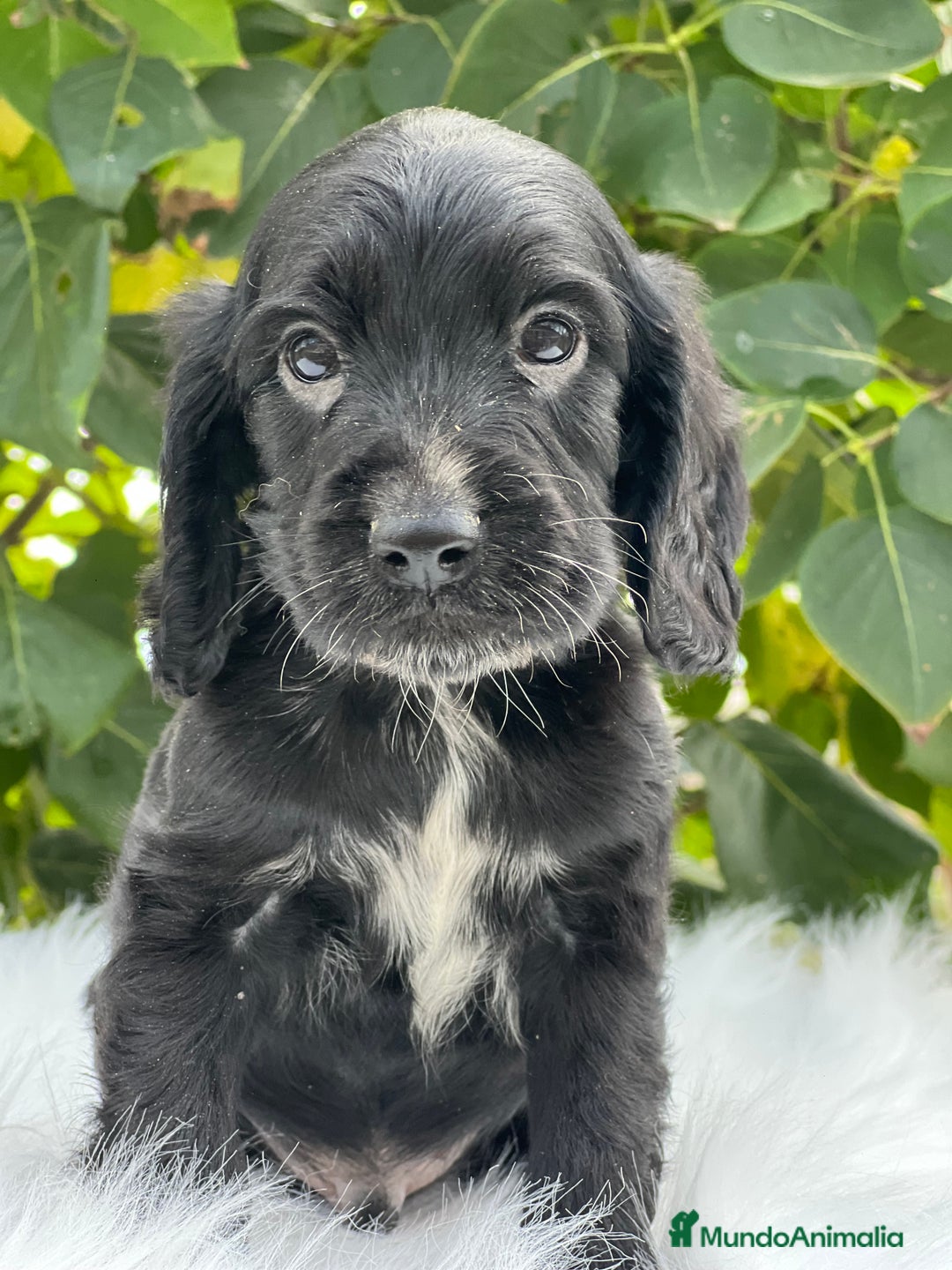 Cocker Spaniel Inglés perros en venta: Cocker inglés negro  - Imagen 3