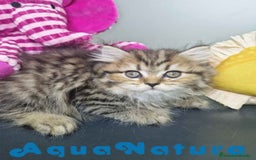 Británico de Pelo Largo gatos en venta: British Longhair Hembra 7725 AQUANATURA - Imagen 5