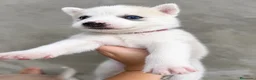 Husky Siberiano perros en venta: HUSKY SIBERIANO  - Anuncio 10