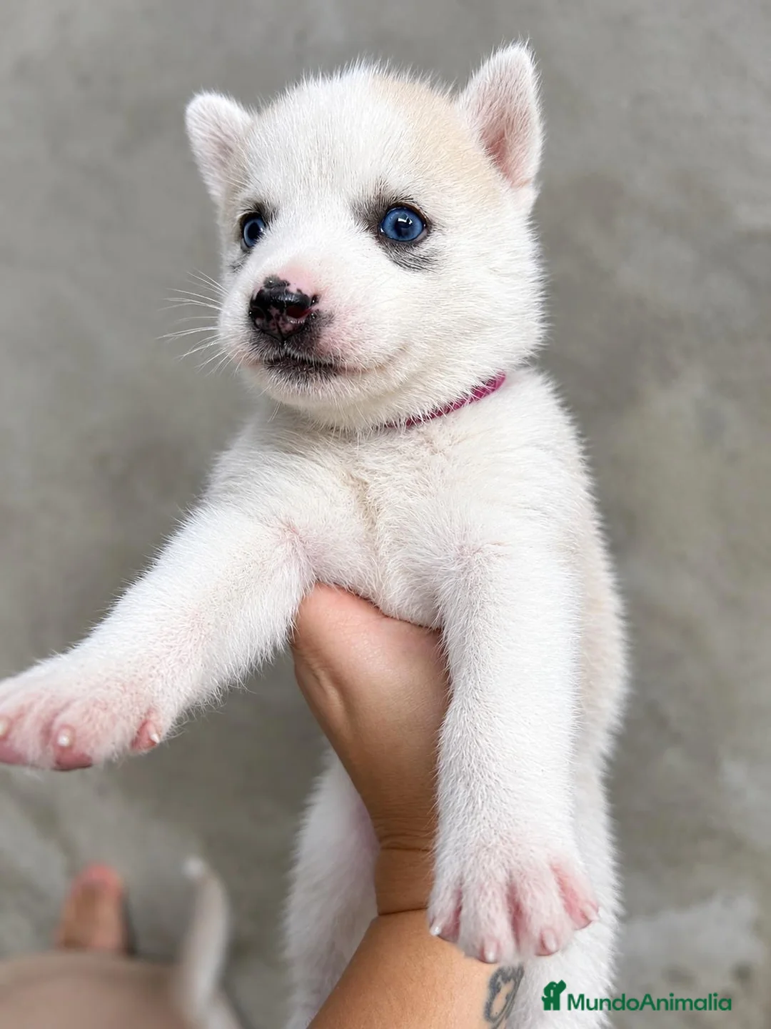 Husky Siberiano perros en venta: HUSKY SIBERIANO  - Anuncio 10