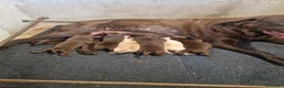 Labrador Retriever perros en venta: Labradores - Anuncio 1