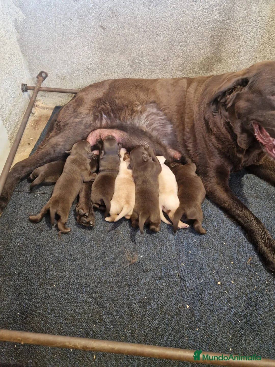 Labrador Retriever perros en venta: Labradores - Anuncio 1