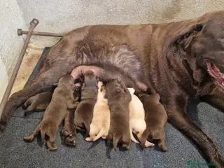 Labrador Retriever perros Labradores - Anuncio 1