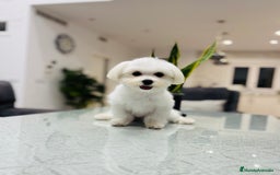 Bichón Maltés perros en venta: Cachorrito de bichon maltés de calidad - Imagen 5