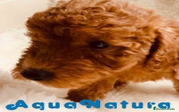 Caniche Toy perros en venta: Caniche Hembra 1 de Pastanaga AQUANATURA - Imagen 3