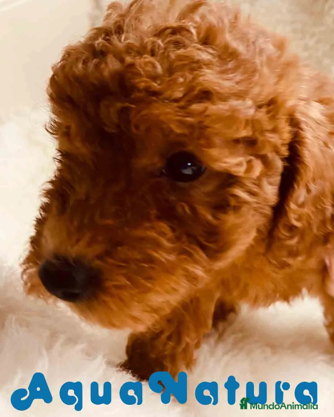 Caniche Toy perros en venta: Caniche Hembra 1 de Pastanaga AQUANATURA - Anuncio 3