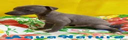 Pequeño Lebrel Italiano perros en venta: Lebrel Italiano Macho 8998 AQUANATURA - Anuncio 3