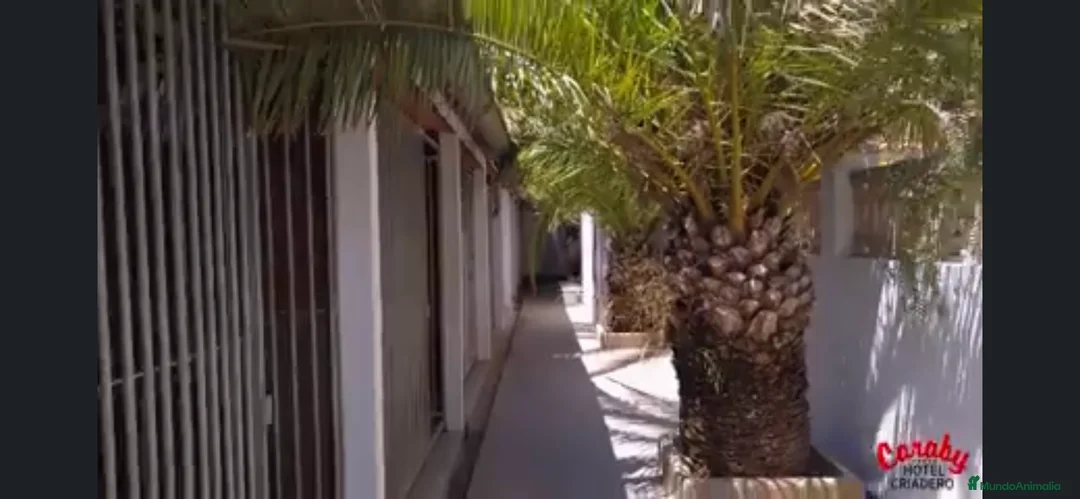 Pinscher Alemán perros en venta: Benidorm Todos los servicios para tu mascota  en Alicante - Anuncio 20